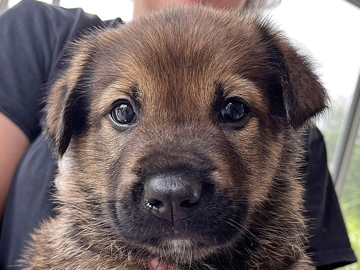 chinook puppy